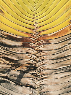 groc, marró, sec, full, obra d'art, patró, teixir, planta, arbre, simètric, línia, primer pla, negre, bobina, color, vell, arquitectura, edifici, fusta, cap gent, marc complet, fons, textura, a l'interior, naturalesa, dia, vista d’angle baix, estructura construïda, patró natural, natura morta, material de fusta, espatllat, 2K, CC0, domini públic, lliure de regalies