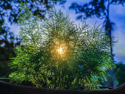 selectiu, focalitzar la fotografia, herba, durant el dia, posta de sol, els raigs del sol, llum solar, biga, raig, raig de sol, naturalesa, raigs solars, paisatge, a l'aire lliure, llum, cor d’arbre, penetrar, arbust, jardí, arbustos, arbre, cap gent, sol, planta, dia, cel, creixement, bellesa a la natura, vista d’angle baix, tranquil·litat, flare de la lent, escenics - natura, color verd, escena tranquil·la, branca, centrar-se en primer pla, streaming, 4K, CC0, domini públic, lliure de regalies