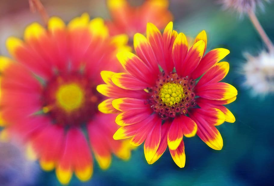 superficiale, fotografia a fuoco, rosso, fiore di coperta, margherita, macro, fiore, giallo, pianta, floreale morbido, natura, avvicinamento, petalo, estate, bellezza nella natura, testa di fiore, multicolore, botanica, colore vibrante, fragilità, pianta fiorita, vulnerabilità, freschezza, infiorescenza, crescita, polline, concentrarsi sulle conoscenze acquisite, nessuno, all'aperto, giorno, messa a fuoco selettiva, 4K