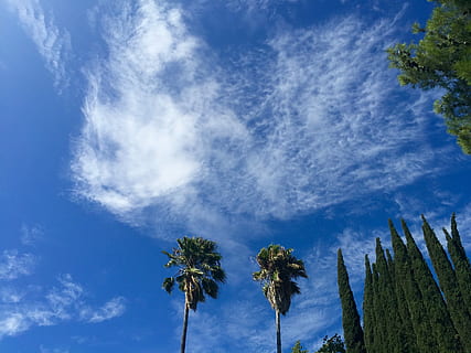 Wolken, Himmel, Blau, Himmel Wolken, Wolken des blauen Himmels, Natur, Wetter, Weiß, Licht, Luft, Tag, blauer Himmel, Umgebung, Sommer-, blauer himmel hintergrund, Farbe, Platz, Wolkengebilde, draußen, Sonnenlicht, wolkig, Kumulus, Wolken Himmel, flauschige, klar, Klima, hoch, Meteorologie, hell, sonnig, Sonne, Atmosphäre, Frühling, Palme, wolke - himmel, Baum, Schönheit in der Natur, Pflanze, Szenen - Natur, tropisches Klima, Flachwinkelansicht, Ruhe, ruhige Szene, keine Leute, Wachstum, idyllisch, Nicht-städtische Szene, tropischer Baum, Kokospalme, Palmblatt, wispy, 2K, CC0, gemeinfrei, lizenzfrei