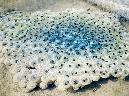 frogspawn, uova, rana comune, balle di deposizione delle uova, uovo, uova di rana, piscine, stagno, rana, scrim, far cadere, creatura, superficie dell'acqua, superficie, acqua, fauna, natura, file, anfibi, primavera, vista dall'alto, nessuno, temi animali, fauna selvatica, animale, animali allo stato selvatico, avvicinamento, giorno, terra, sabbia, vita marina, all'aperto, mare, natura morta, modello, roccia, spiaggia, un animale, marino, 1080P, CC0, dominio pubblico, privo di copyright