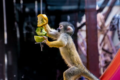 primate holding fruits, squirrel monkey, monkey, äffchen, eat, curious, cute, animal, creature, climb, mammal, nature, animal world, wildlife photography, tree, brown, black, brown black, herr nilson, wildlife, primate, animal themes, animal wildlife, animals in the wild, vertebrate, no people, focus on foreground, one animal, young animal, day, holding, close-up, eating, outdoors, zoo, animal family, 4K, CC0, public domain, royalty free