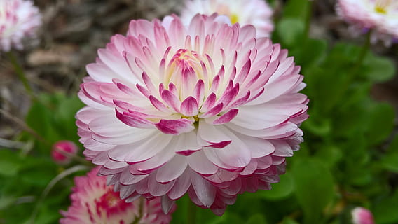 rosa-hvide dahlia blomster, flor, daytimer, daisy, forår, farve, flerfarvet, hvid, lyserød, natur, blomst, blomstrende, kronbladene, have, delikatessen, tusindfryd, plante, makro, lyserød farve, kronblad, blomsterhoved, tæt på, fokus på forgrunden, dag, skønhed i naturen, blomstrende plante, friskhed, skrøbelighed, sårbarhed, blomsterstand, vækst, ingen mennesker, blomstre, udendørs, 2K, CC0, offentligt domæne, royaltyfrie
