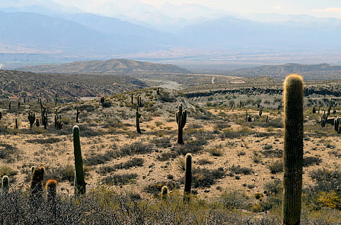 verd, camp de cactus, blanc, cel, cactus, camp, cel blanc, naturalesa, paisatge, escenics, escena rural, turó, a l'aire lliure, Itàlia, arbre, cap gent, Toscana, dia, bellesa a la natura, escena tranquil·la, tranquil·litat, escenics - natura, planta, muntanya, medi ambient, terra, escena no urbana, creixement, planta suculenta, remot, idíl·lic, Serra, clima àrid, clima, post de fusta, 4K, CC0, domini públic, lliure de regalies