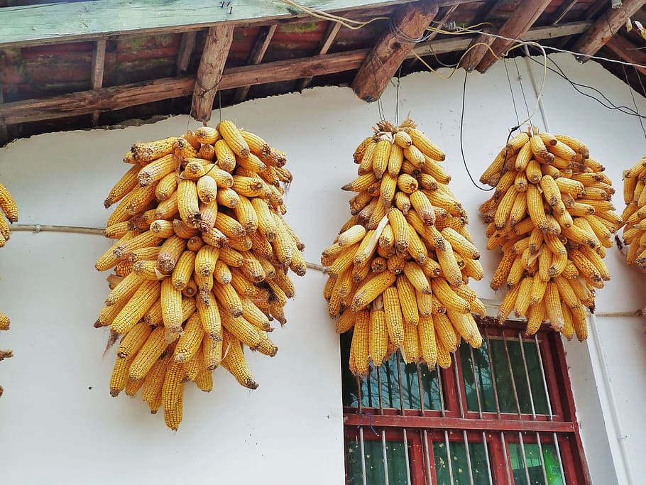 Mais, nelle zone rurali, stringa, oro, sospensione, cibo, cibo e bevande, Inquadratura dal basso, nessuno, freschezza, sospeso, mangiare sano, grande gruppo di oggetti, giorno, benessere, avvicinamento, in casa, legno - materiale, cibo crudo, abbondanza, natura morta, verdura, architettura, spuntino, 4K