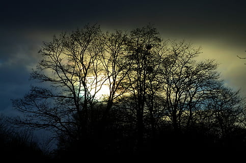 hemel, bomen, Black Light, zonlicht, zwart, licht, boom, silhouet, natuur, nacht, geen mensen, fabriek, lage hoekweergave, wolk - lucht, schoonheid in de natuur, schemer, tak, kalmte, groei, rustige scène, buitenshuis, kale boom, scenics - natuur, niet-stedelijke scène, zonsondergang, donker, 4K, CC0, publiek domein, royaltyvrij