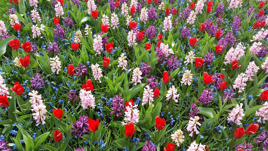 Violet, şofran, flori, primăvară, crocus de primăvară, alb, semne de primăvară, plantă, natură, crocus luncă, inflori, a inflori, începutul primăverii, floare, creştere, fragilitate, prospeţime, în aer liber, zi, frumusețe în natură, planta cu flori, vulnerabilitate, multi colorate, camp, fundaluri, petală, teren, cap de floare, nici o persoana, cadru complet, inflorescenţă, roșu, pat de flori, 5K