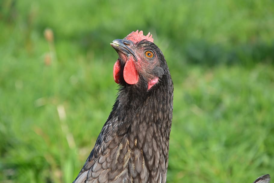 gallina, cendra, naturalesa, ocell, animal, pollastre - ocell, granja, aus de corral, agricultura, bec, bestiar, a l'aire lliure, ploma, carn, escena rural, herba, un animal, temes d'animals, centrar-se en primer pla, vertebrats, part del cos dels animals, primer pla, animals a la natura, cap gent, fauna animal, dia, animals domèstics, cap d’animals, pollastre, mamífer, nacional, ull d’animals, vista del perfil, 5K