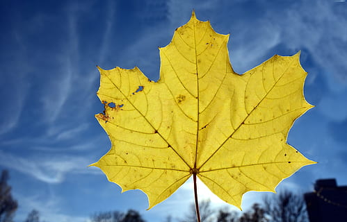 leaf, maple leaf, autumn, leaves, nature, yellow, fall color, colorful, fall foliage, autumn colours, yellow sheet, close, back light, sky, clouds, bright, beautiful, plant part, change, cloud - sky, close-up, day, focus on foreground, outdoors, low angle view, no people, plant, blue, tree, beauty in nature, leaf vein, 5K, CC0, public domain, royalty free