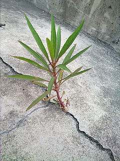 kunstnerisk opfattelse, træ, klar, natur, plante, høj vinkel visning, vækst, blad, ingen mennesker, plante del, dag, grøn farve, udendørs, tæt på, skønhed i naturen, aloe vera plante, gulve, direkte over, sti, saftige plante, aloe, medicin, skrøbelighed, blomst, 2K, CC0, offentligt domæne, royaltyfrie