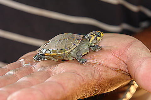tartaruga verde, tartaruga, peta, bebe, mano, piccolo, indifeso, debole, fragile, bellezza, fauna, mano umana, parte del corpo umano, una persona, un animale, rettile, detenzione, parte del corpo, fauna selvatica, avvicinamento, dito, vertebrato, dito umano, concentrarsi sulle conoscenze acquisite, animali allo stato selvatico, lucertola, persona irriconoscibile, 2K, CC0, dominio pubblico, privo di copyright