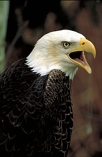 Hvidhovedet havørn, ørn, skaldet, perched, raptor, fugl, natur, vild, portræt, amerikansk, symbol, fjer, dom, himmel, majestætisk, rovdyr, dyr, dyre temaer, hvirveldyr, et dyr, rovfugl, fokus på forgrunden, dyr i naturen, dyreliv, tæt på, ingen mennesker, kigger væk, næb, leder, ørn - fugl, dag, udendørs, munden åben, dyr hoved, falk - fugl, dyr øje, 2K, CC0, offentligt domæne, royaltyfrie