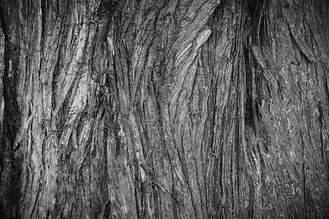 fotografia en escala de grisos, tronc de l'arbre, escorça, arbre, textura, primer pla, fusta, cedre, marró, naturalesa, teixir, fons, tronc, material de fusta, marc complet, aspre, patró, cap gent, patró natural, planta, escorça de la planta, dia, a l'aire lliure, resistent, resum, efecte texturat, gra de fusta, 2K, CC0, domini públic, lliure de regalies