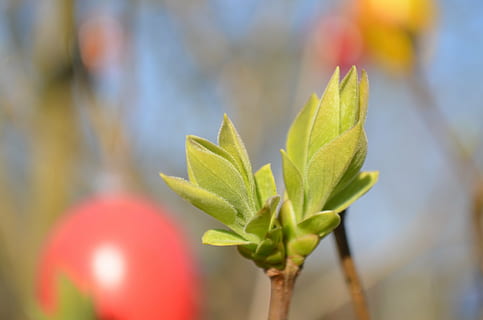 bourgeon, printemps, Pâques, Fermer, pousses, branche, vert, feuille, partie de la plante, plante, croissance, se concentrer sur le premier plan, couleur verte, la nature, mise au point sélective, beauté dans la nature, personne, journée, en plein air, fraîcheur, rouge, débuts, Nourriture et boisson, nouvelle vie, aliments, vulnérabilité, 4K, CC0, domaine public, libre de droits