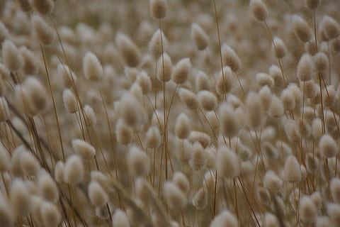 Gras, weich, tipps, Wiese, Getreidepflanze, Vollbild, Pflanze, Natur, selektiver Fokus, Hintergründe, Landwirtschaft, extreme Nahaufnahme, Nahansicht, keine Leute, Ernte, Wachstum, Makro, Schönheit in der Natur, Weizen, Hafer - Ernte, Land, Muster, Samen, Fülle, abstrakt, Weichheit, reif, 5K, CC0, gemeinfrei, lizenzfrei