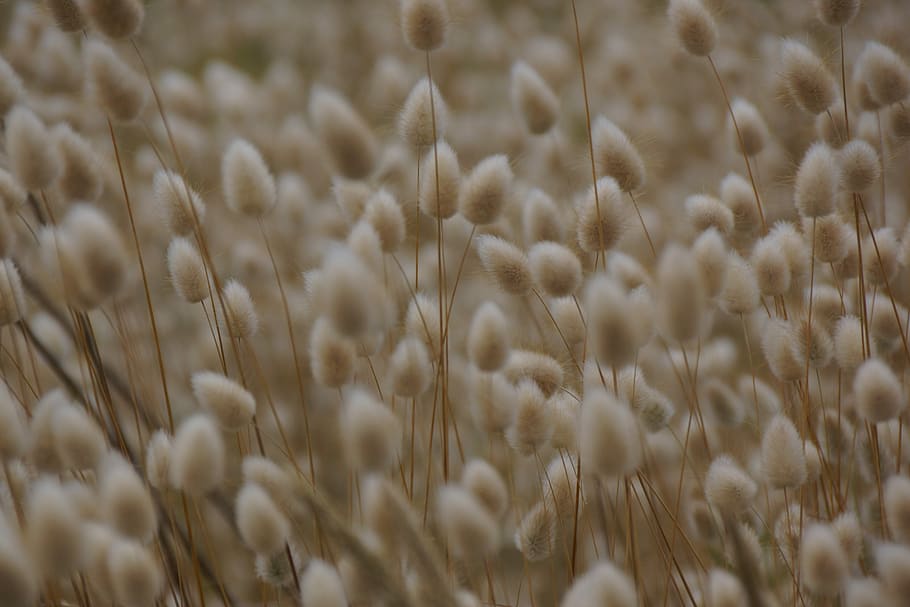 erba, morbido, suggerimenti, prato, pianta di cereali, fotogramma intero, pianta, natura, messa a fuoco selettiva, sfondi, agricoltura, primo piano estremo, avvicinamento, nessuno, raccolto, crescita, macro, bellezza nella natura, Grano, avena - coltura, terra, modello, seme, abbondanza, astratto, morbidezza, maturo, 5K