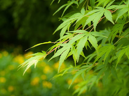 Japonia, arțar, frunze, frunză de arțar, parc dendrologic, verde proaspăt, verde, plantă, Culoarea verde, creştere, parte a plantelor, a închide, natură, frumusețe în natură, nici o persoana, zi, selectiv, în aer liber, marijuana - plante de canabis, să se concentreze asupra primelor elemente, iarbă, liniște, teren, prospeţime, mancare si bautura, fir de iarbă, 2K, CC0, domeniu public, fără drepturi de autor