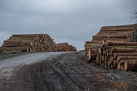 assortito, logs, accanto, strada, Marrone, log lotto, buio, ora, ceppo, pino, tronco, albero, cielo, nuvola - cielo, pila, architettura, natura, legname, giorno, struttura costruita, storia, legno - materiale, nessuno, legna, industria del legname, antico, la deforestazione, grande gruppo di oggetti, il passato, all'aperto, terra, antica civiltà, archeologia, rovinato, 5K, CC0, dominio pubblico, privo di copyright