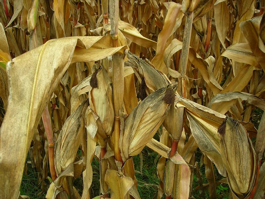fulles, camp, blat de moro, camp de blat de moro, sec, blat de moro, camp, sequera, planta de cereals, agricultura, cultiu, naturalesa, cap gent, creixement, planta, primer pla, dia, terra, bellesa a la natura, blat de moro - cultiu, frescor, fons, menjar, groc, marc complet, a l'aire lliure, Planta esvaïda, 2K