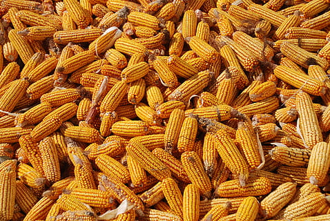 milho, colheita, fundo de milho, comida e bebida, grande grupo de objetos, quadro completo, Comida, abundância, origens, frescura, bem-estar, comida crua, Alimentação saudável, amarelo, ninguém, visão de alto ângulo, ainda vida, fechar-se, seco, planta de cereais, semente, monte, 4K, CC0, domínio público, royalty free