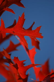 hoja, roble, rojo, azul, cielo, hojas, otoño, hojas de otoño, naturaleza, árbol, colores de otoño, parte de la planta, de cerca, hoja de arce, belleza en la naturaleza, cambio, planta, nadie, día, cielo limpio, vista de ángulo bajo, color naranja, centrarse en primer plano, crecimiento, al aire libre, condición natural, 4K, CC0, dominio público, libre de derechos