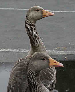 ànec, bec, dos, animals a la natura, ocell, fauna animal, temes d'animals, vertebrats, animal, un animal, oca de vareta, oca, centrar-se en primer pla, dia, ocell aquàtic, cap gent, primer pla, naturalesa, llac, a l'aire lliure, aigua, part del cos dels animals, coll d'animals, gosling, 2K, CC0, domini públic, lliure de regalies