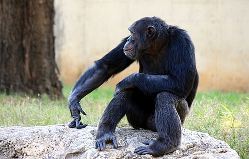 foto de la vida silvestre, negre, mico, ximpanzé, simis, assegut, vida salvatge, mamífer, primat, jungla, safari, natural, espècies, selva tropical, zoo, conservació, reserva, habitat, intel · ligent, a l'aire lliure, pelut, feliç, captivitat, bonic, solitari, gàbia, temes d'animals, animal, fauna animal, animals a la natura, vertebrats, un animal, naturalesa, cap gent, dia, centrar-se en primer pla, rock, arbre, sòlid, herbívors, 1080P, CC0, domini públic, lliure de regalies