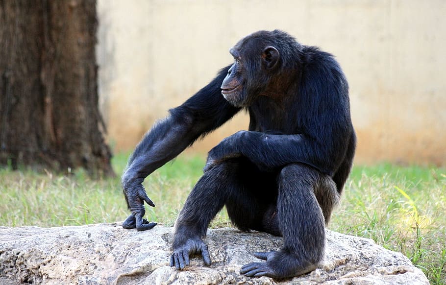 foto de la vida silvestre, negre, mico, ximpanzé, simis, assegut, vida salvatge, mamífer, primat, jungla, safari, natural, espècies, selva tropical, zoo, conservació, reserva, habitat, intel · ligent, a l'aire lliure, pelut, feliç, captivitat, bonic, solitari, gàbia, temes d'animals, animal, fauna animal, animals a la natura, vertebrats, un animal, naturalesa, cap gent, dia, centrar-se en primer pla, rock, arbre, sòlid, herbívors, 1080P