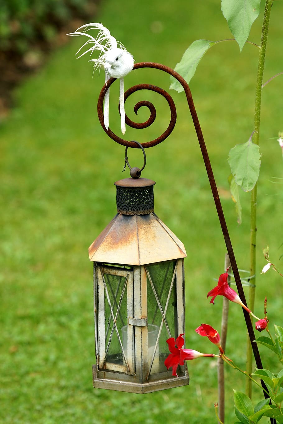 lanterna, luce, illuminazione, lampada, candela, astutamente, pianta, natura, colore verde, concentrarsi sulle conoscenze acquisite, giorno, fiore, nessuno, pianta fiorita, crescita, avvicinamento, bellezza nella natura, freschezza, fragilità, vulnerabilità, foglia, parte vegetale, erba, all'aperto, animale, rosso, lampada elettrica, 2K