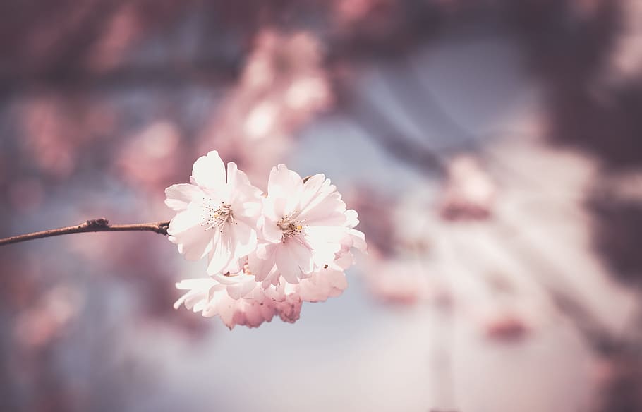 ciliegia, fiorire, selettivo, fotografia, rosa, fiore, albero, fioritura, primavera, floreale, bianca, fiori rosa, botanica, giardino, botanico, natura, petalo, pianta fiorita, freschezza, bellezza nella natura, pianta, fragilità, colore rosa, crescita, vulnerabilità, avvicinamento, fiore di ciliegio, messa a fuoco selettiva, concentrarsi sulle conoscenze acquisite, infiorescenza, ramo, polline, testa di fiore, all'aperto, ciliegio, 5K