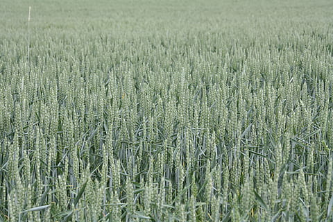 Weizen, Sommer-, Feld, reifen, biologisch, Kornfeld, Landwirtschaft, Weizenspitze, Ernte, Wiese, Grün, Weizenfeld, Anbau, Wachstum, Land, Pflanze, Landschaft, ländliche Szene, keine Leute, Bauernhof, Tag, Schönheit in der Natur, Hintergründe, Vollbild, Natur, Ruhe, Getreidepflanze, Umgebung, grüne Farbe, draußen, Plantage, 4K, CC0, gemeinfrei, lizenzfrei