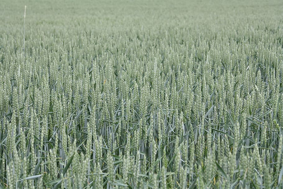 Grano, estate, campo, maturo, biologico, campo di mais, agricoltura, punta di grano, raccogliere, prato, verde, campo di grano, coltivazione, crescita, terra, pianta, paesaggio, scena rurale, nessuno, azienda agricola, giorno, raccolto, bellezza nella natura, sfondi, fotogramma intero, natura, la tranquillità, pianta di cereali, ambiente, colore verde, all'aperto, piantagione, 4K