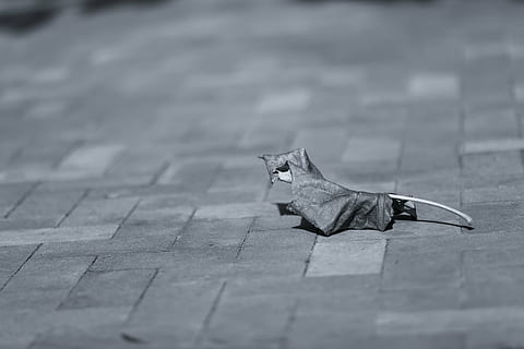 grayscaled photography, leaf, floor, gray, scale, photo, paver, still, items, things, dried, wilted, concrete, slab, tiled, bokeh, black and white, one animal, no people, animal themes, high angle view, outdoors, day, nature, mammal, close-up, animal, vertebrate, footpath, domestic animals, pets, cat, domestic, feline, domestic cat, city, selective focus, street, cobblestone, stone, paving stone, 5K, CC0, public domain, royalty free