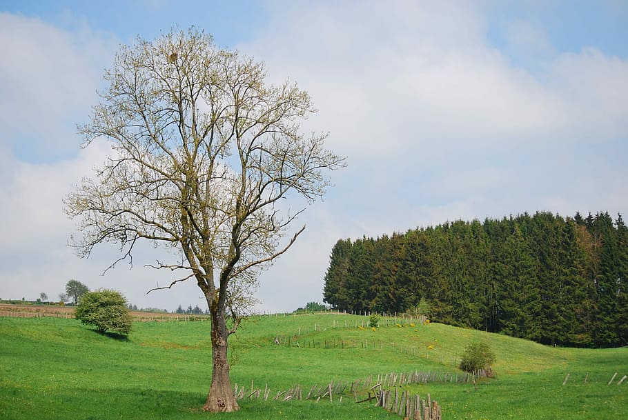 calç, houffalize, coníferes, composició de profunditat, arbre, camp, paisatge, color verd, agricultura, naturalesa, planta, bellesa a la natura, cel, escena tranquil·la, tranquil·litat, terra, medi ambient, creixement, escenics - natura, herba, núvol - cel, escena no urbana, dia, cap gent, idíl·lic, a l'aire lliure, aïllat, 4K
