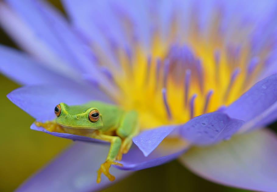 green, frog, purple, flower, macro photography, relaxing frog, tree frog, amphibian, flowering plant, plant, animal, close-up, animal themes, nature, no people, animal wildlife, one animal, water, selective focus, beauty in nature, freshness, outdoors, animals in the wild, petal, extreme close-up, vertebrate, flower head, 4K