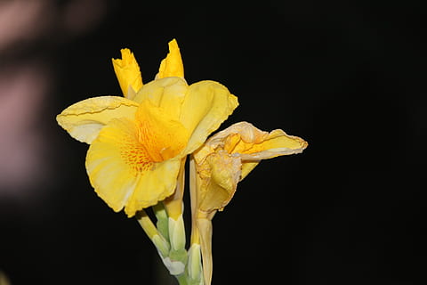 giglio, circa, fiore, iris, giallo, pianta fiorita, petalo, fragilità, vulnerabilità, pianta, sfondo nero, infiorescenza, bellezza nella natura, testa di fiore, girato in studio, avvicinamento, freschezza, crescita, in casa, natura, nessuno, narciso, iris - pianta, polline, pianta appassita, 1080P, CC0, dominio pubblico, privo di copyright