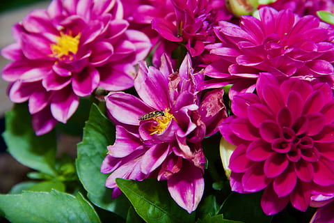 květina, létat, hoverfly, Příroda, jaro, květ, létat, zelená, letní, květinový, hmyz, makro, zahrada, rostlina, list, volně žijících živočichů, křídlo, žlutá, barva, zavřít, vznášet se, okvětní lístek, nachový, krása v přírodě, křehkost, kvetoucí rostlina, svěžest, detail, zranitelnost, květu hlavy, růst, květenství, bezobratlý, zvířata ve volné přírodě, růžová barva, jednoho zvířete, zvířat, nikdo, venku, opylování, 5K, CC0, veřejná doména, bez autorských práv