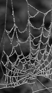 spider web, spin, cobweb, web, pattern, dew, ice, focus on foreground, close-up, water, drop, fragility, no people, nature, vulnerability, day, wet, outdoors, intricacy, full frame, freshness, natural pattern, selective focus, complexity, 4K, CC0, public domain, royalty free