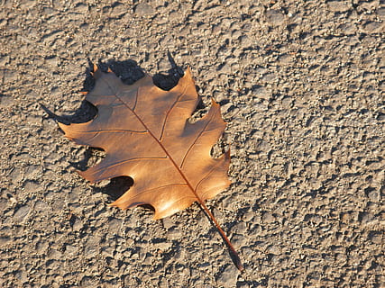 blad, natuur, grond, milieu, leven, fabriek, echt, vorm, reflectie, schaduw, cement, herfst, droog, buitenshuis, geen mensen, detailopname, deel van de plant, verandering, bladader, dag, hoge hoekmening, breekbaarheid, kwetsbaarheid, zonlicht, esdoorn blad, recht boven, land-, getextureerde, bruin, bladeren, natuurlijke toestand, 4K, CC0, publiek domein, royaltyvrij