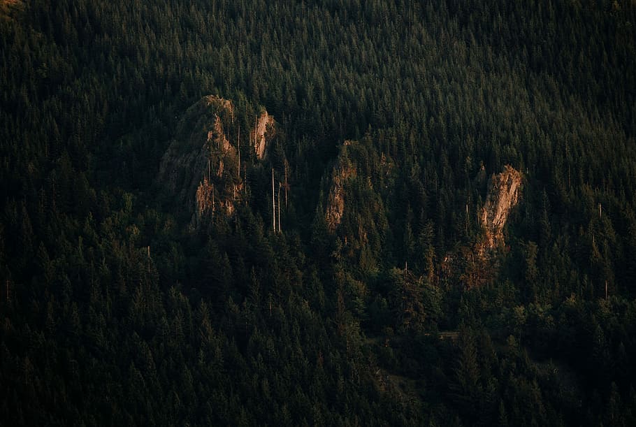 Vogelperspektive, Aussicht, Bäume, Antenne, Fotografie, Grün, Wald, Berg, Entfernung, dick, Baum, Pflanze, Land, Ruhe, Schönheit in der Natur, Szenen - Natur, ruhige Szene, keine Leute, Wachstum, Natur, Nicht-städtische Szene, Landschaft, Umgebung, Tag, High Angle View, Fernbedienung, idyllisch, draußen, Kiefernwald, Kiefer, Nadelbaum, 5K