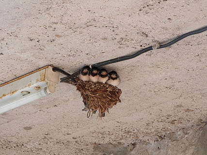 svalene, fuglerede, tak, søt, fugl, rede, aves, fauna, avifauna, sand, ingen folk, ett dyr, dag, dyreliv, dyr i naturen, land, gruppe dyr, natur, virveldyr, Strand, høy vinkel visning, utendørs, to dyr, sollys, henger, dyrfamilie, betong, 2K, CC0, offentlig domene, opphavsrett gratis