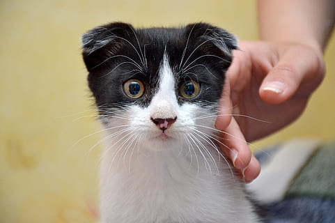 selectivo, fotografía de enfoque, blanco, negro, gato, doblez, plan de Krupnyj, mascotas, nacional, animales domesticos, Gato domestico, mamífero, felino, un animal, bigotes, una persona, mano humana, de cerca, mano, centrarse en primer plano, parte del cuerpo humano, parte del cuerpo, vertebrado, gatito, dueño de una mascota, cuidado, dedo, 4K, CC0, dominio público, libre de derechos