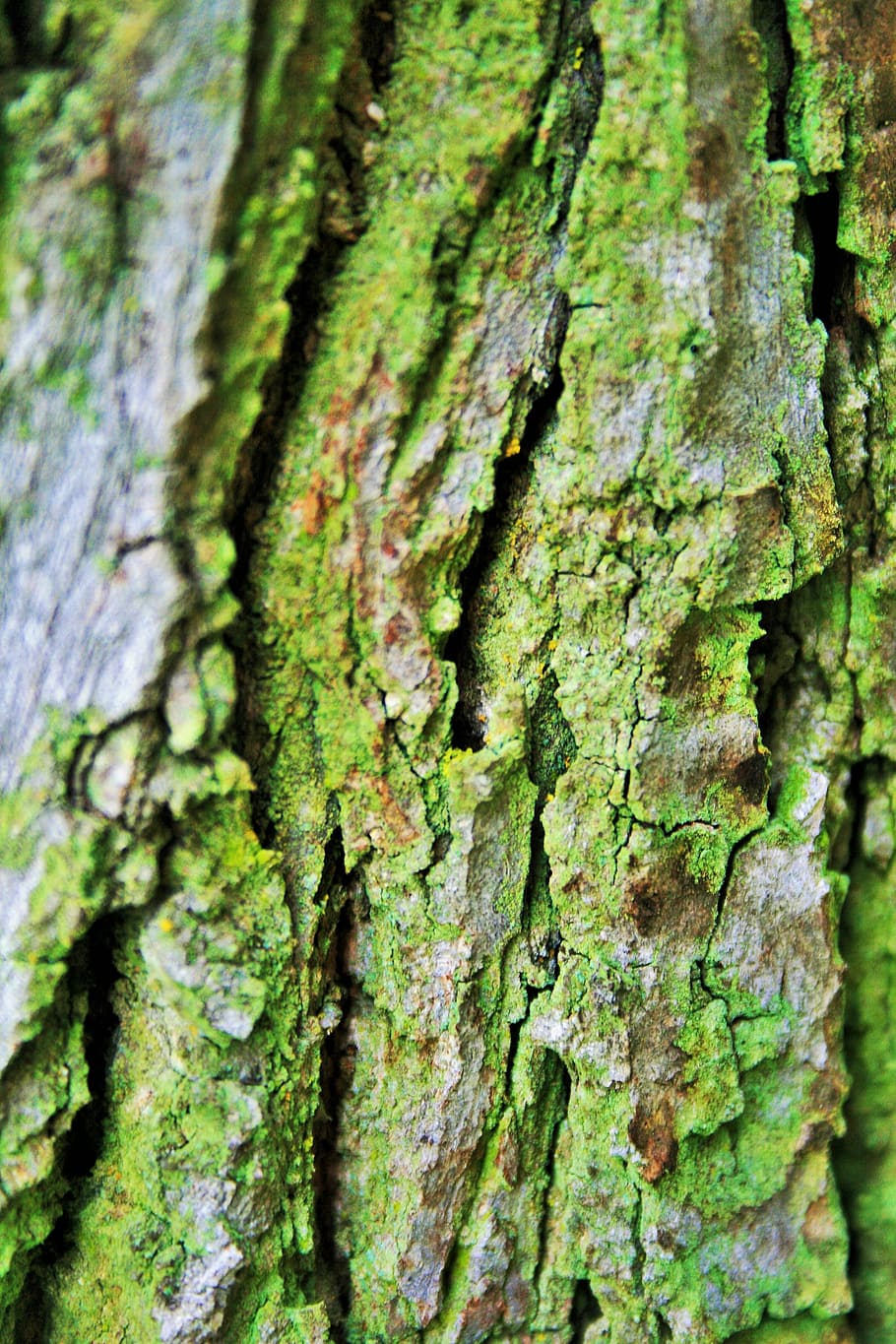 Baumrinde, Borke, Kofferraum, Baum, Rau, texturiert, Risse, Spalten, Moos, Grün, Baumstamm, Pflanze, Nahansicht, Vollbild, Hintergründe, grüne Farbe, keine Leute, Tag, Muster, Holz - Material, verwittert, Natur, Fokus auf den Vordergrund, Wachstum, selektiver Fokus, draußen, Flechte, Struktureffekt, natürlicher Zustand, 4K