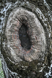 node, fusta, naturalesa, arbres, tronc, bosc, arbre vell, volant, boscos, tronc de l'arbre, arbre, dia, textura, primer pla, cap gent, aspre, planta, escorça, a l'aire lliure, patró, marc complet, fons, escorça de la planta, forat, patró natural, forma geomètrica, cercle, 4K, CC0, domini públic, lliure de regalies