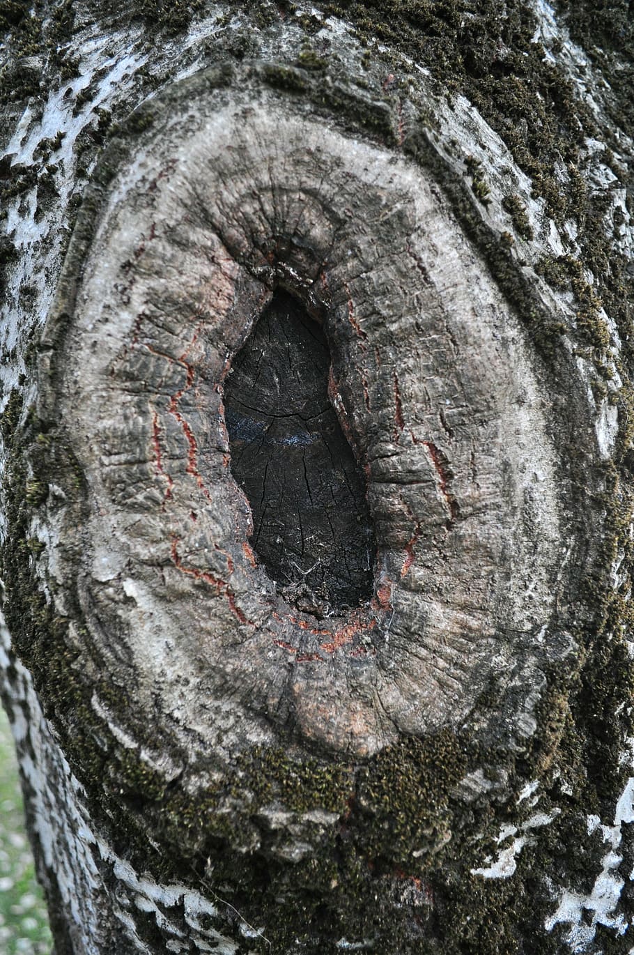 node, fusta, naturalesa, arbres, tronc, bosc, arbre vell, volant, boscos, tronc de l'arbre, arbre, dia, textura, primer pla, cap gent, aspre, planta, escorça, a l'aire lliure, patró, marc complet, fons, escorça de la planta, forat, patró natural, forma geomètrica, cercle, 4K