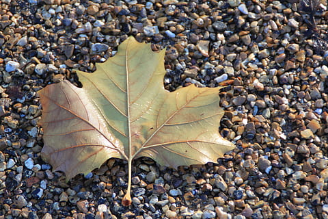 leaf, beach, shingle, pebbles, summer, tropical, nature, sea, ocean, vacation, blue, island, exotic, holiday, sky, green, water, plant part, autumn, day, close-up, change, no people, leaf vein, stone - object, high angle view, outdoors, directly above, land, dry, beauty in nature, pebble, fragility, solid, vulnerability, maple leaf, gravel, natural condition, 4K, CC0, public domain, royalty free