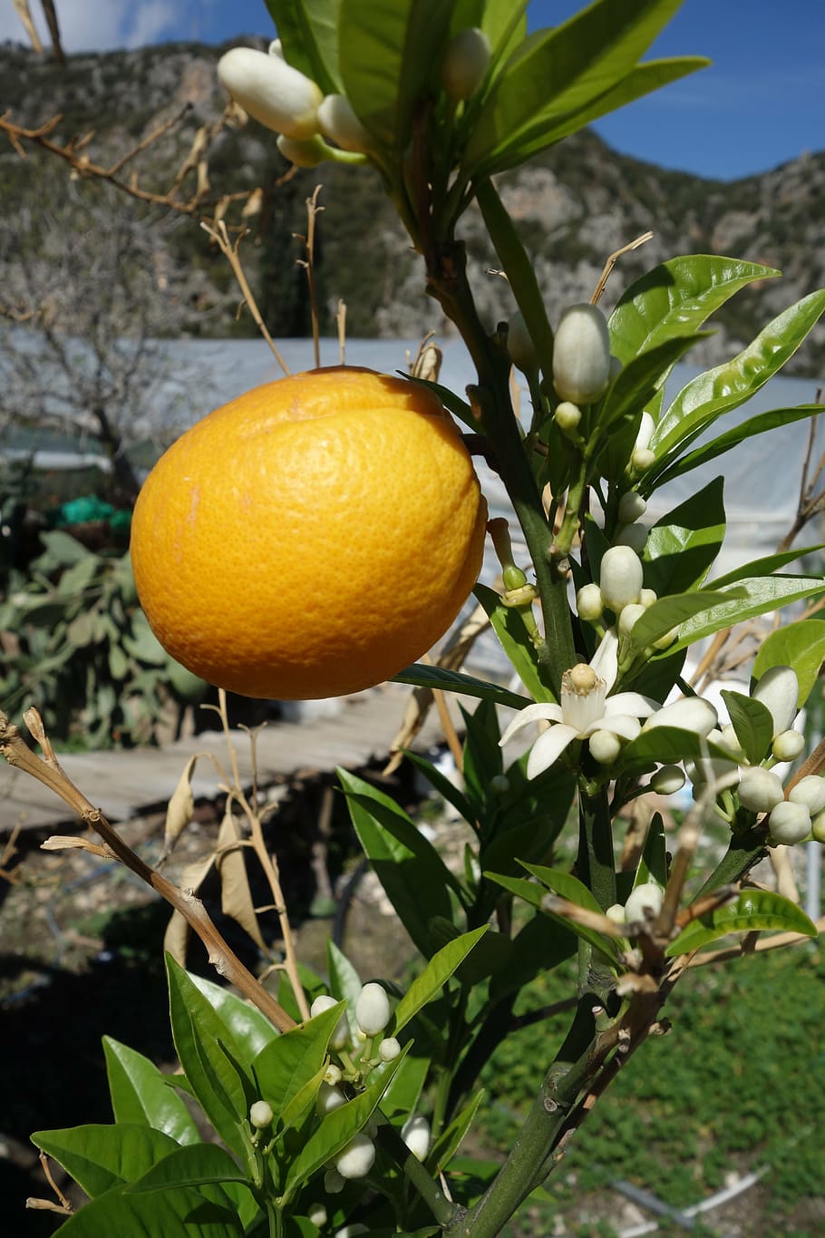 Orange, Blume, Obst, Baum, Frühling, lebende Natur, wunderschönen, Flora, gesundes Essen, Pflanze, Lebensmittel, Essen und Trinken, Wachstum, Frische, Zitrusfrucht, Blatt, Fokus auf den Vordergrund, Pflanzenteil, Wohlbefinden, orange Farbe, Nahansicht, keine Leute, Obstbaum, Natur, Orangenfrucht, draußen, reif, 5K