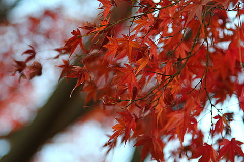 poc profund, focalitzar la fotografia, vermell, maple, fulles, arbre, caure, tardor, branca, full, parc, naturalesa, fred, calma, yoyogi, arbre d'auró, fulla vermella, canvi, planta, part de la planta, primer pla, bellesa a la natura, creixement, fulla d'auró, cap gent, dia, centrar-se en primer pla, enfocament selectiu, color taronja, a l'aire lliure, condició natural, col·lecció de tardor, 5K, CC0, domini públic, lliure de regalies