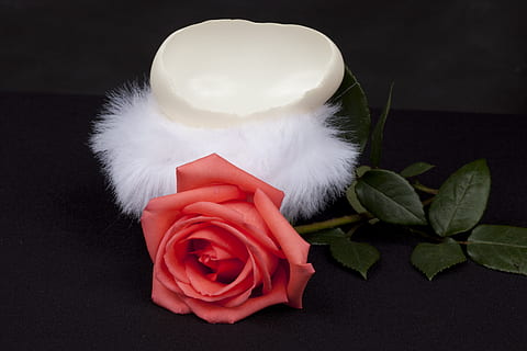 Eggshell, Isolated, Feathers, rosa, delicate, composition, background, white color, rose - flower, celebration, red, gift, flower, plant, rose, flowering plant, leaf, indoors, plant part, close-up, studio shot, vulnerability, beauty in nature, nature, fragility, black background, freshness, no people, flower head, softness, 5K, CC0, public domain, royalty free