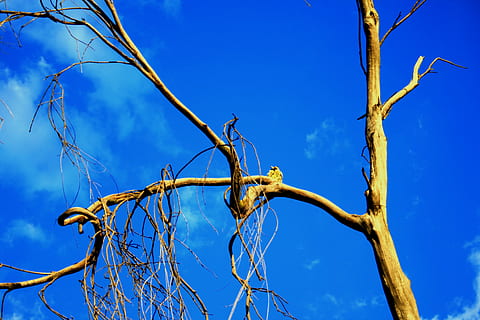arbre, vell, mort, sec, cel blau, cel, blau, naturalesa, planta, dia, cap gent, vista d’angle baix, branca, arbre nu, tranquil·litat, núvol - cel, a l'aire lliure, bellesa a la natura, planta morta, llum solar, creixement, tronc, tronc de l'arbre, primer pla, 4K, CC0, domini públic, lliure de regalies
